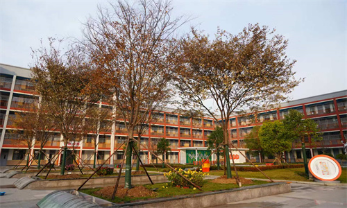 十六棵榉树“安家”阳光校园 添一抹葱郁新景