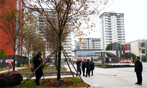 十六棵榉树“安家”阳光校园 添一抹葱郁新景